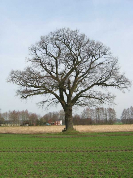 Bild 2 von 1 Eiche im Ortsteil Steinhorst